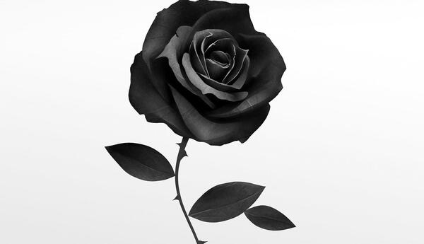 عکس گل رز سیاه و سفید