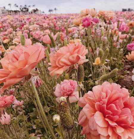 دانلود عکسهای گلهای زیبای جهان