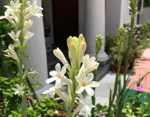 عکس گل مریم واقعی