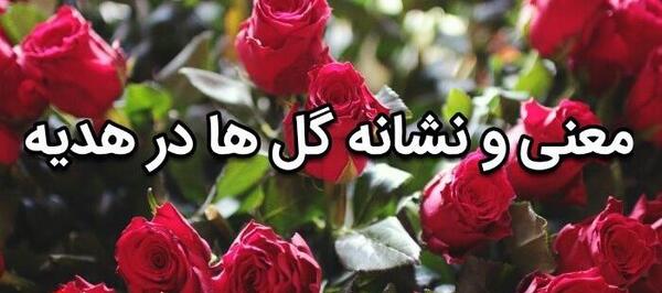 عکس گل رز قرمز نشانه چیست
