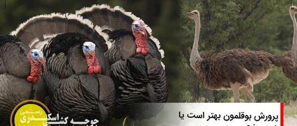 عکس بچه شتر مرغ
