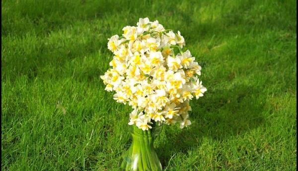 عکس تصاویر گل های نرگس