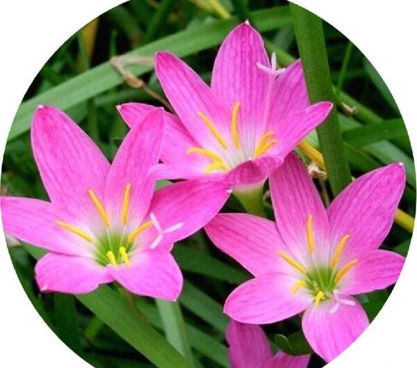 عکس گل سوسن