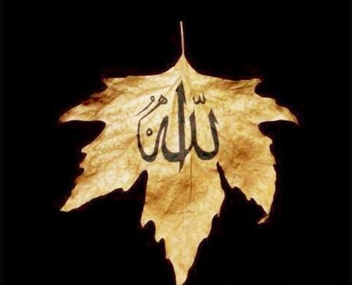 عکس الله ج