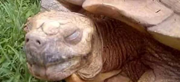 عکس صورت لاک پشت