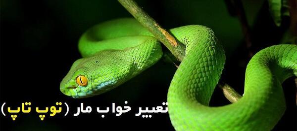 عکس بچه مار کوچولو