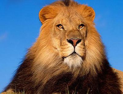 عکس لاتی شیر