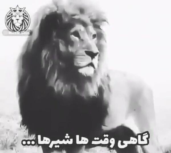 عکس لاتی شیر