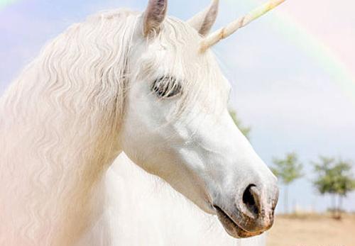 عکس صورت اسب تک شاخ