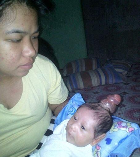 عکس صورت اسب تک شاخ