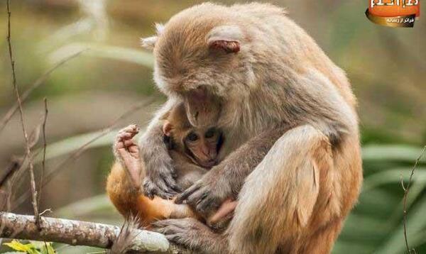 عکس میمون عاشقانه