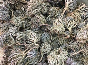 عکس گل پنجه مریم در خانه