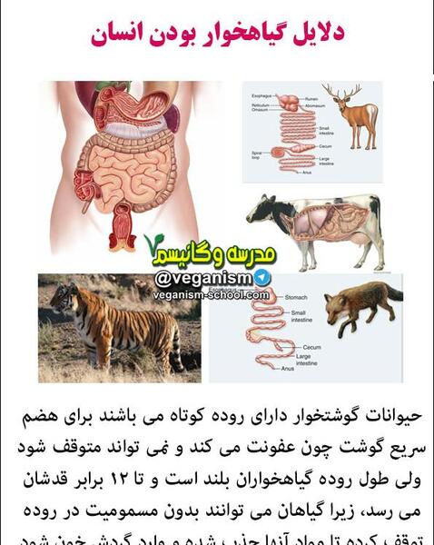 عکس حیوانات گوشتخوار و گیاهخوار