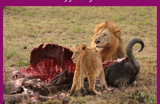 عکس حیوانات گوشتخوار و گیاهخوار