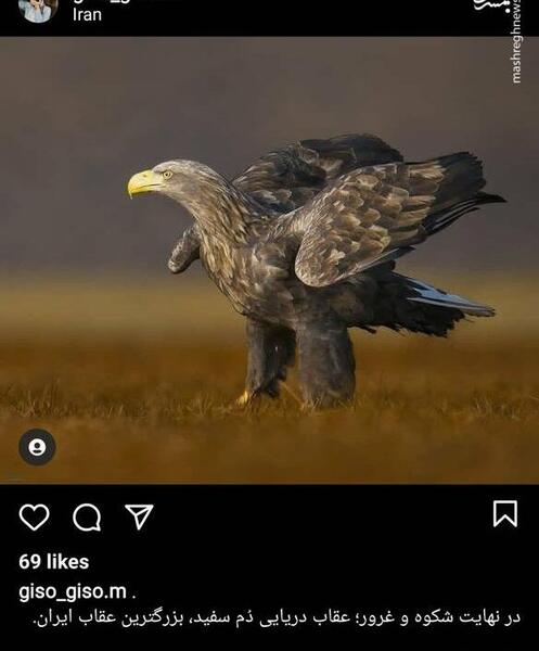 عکس صفحه عقاب