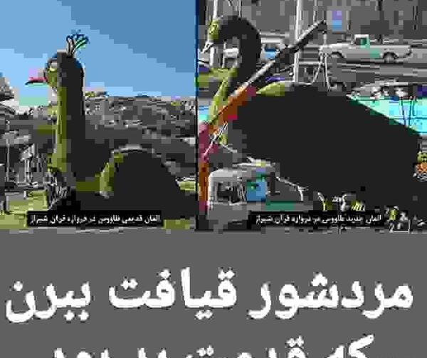 عکس طاووس اول شیراز