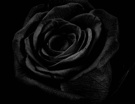 عکس مشکی عزا