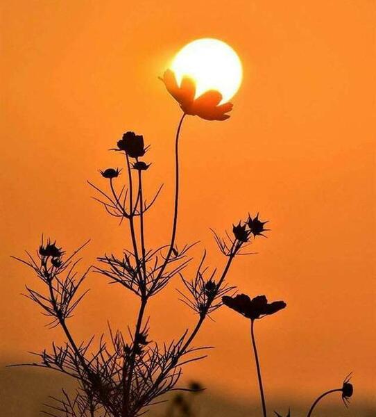 عکس بهاری مردانه