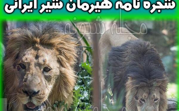 عکس صورت شیر نر