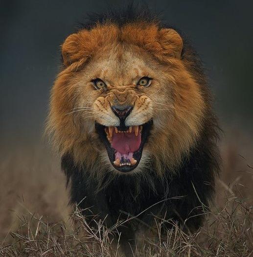 عکس صورت شیر نر