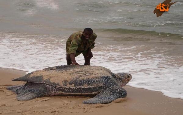 عکس لاک پشت چرمی