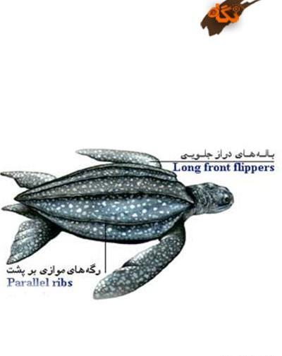 عکس لاک پشت چرمی