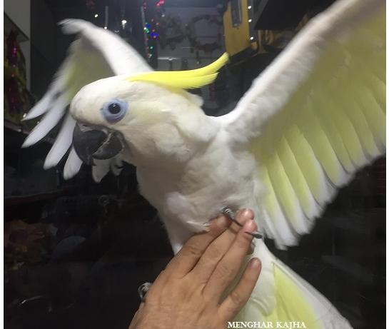 عکس طوطی کاکادو تاج زرد