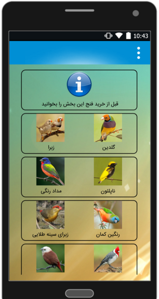 عکس طوطی لوریکیت