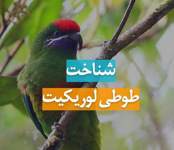 عکس طوطی لوریکیت