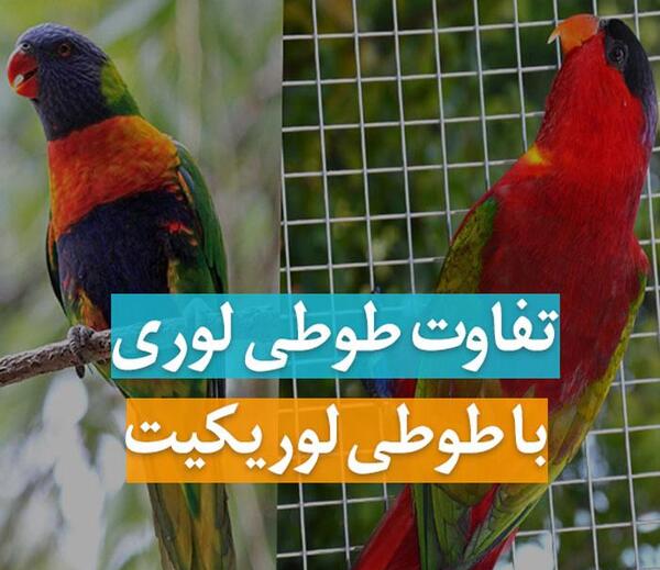 عکس طوطی لوریکیت