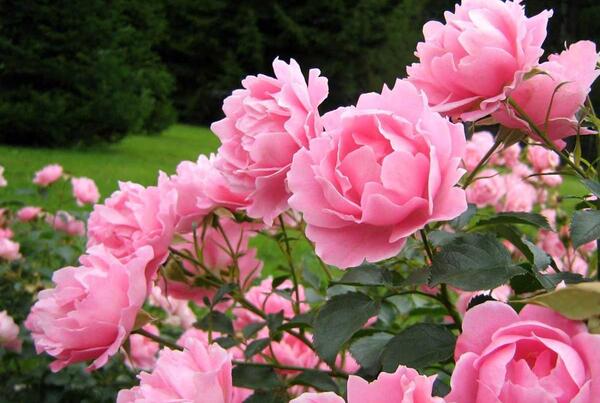 عکسهای گلهای بهاری
