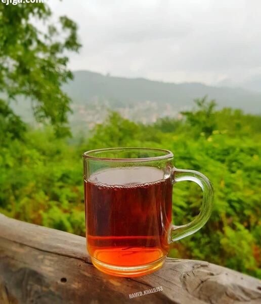 عکس چای گیلان
