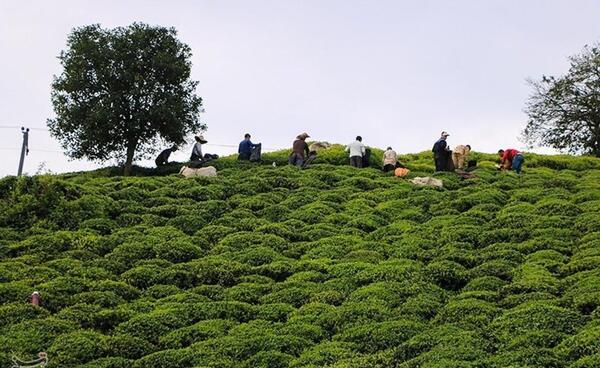 عکس چای گیلان
