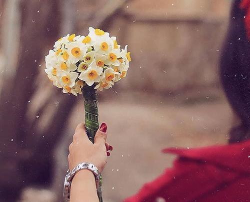 عکس رمانتیک گل نرگس