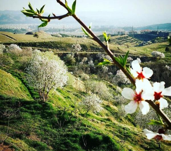 عکس بهار ایران
