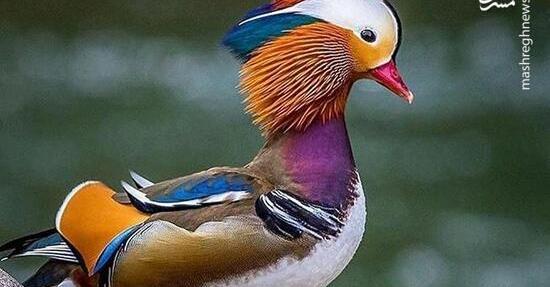 عکس جوجه اردک