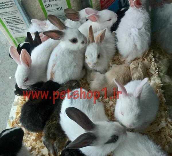 عکس خرگوش فروشی