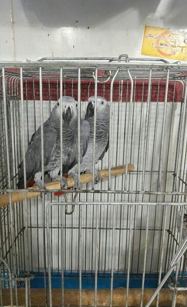 عکس طوطی پرکن