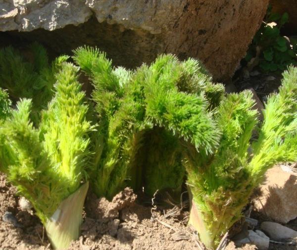 عکس های کرفس کوهی