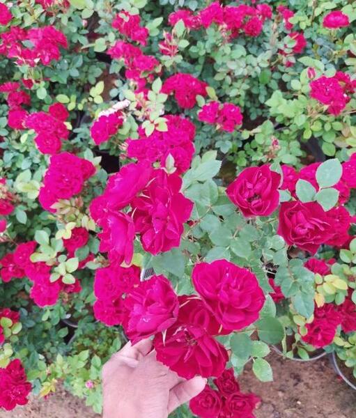 عکس گل رز همه رنگی