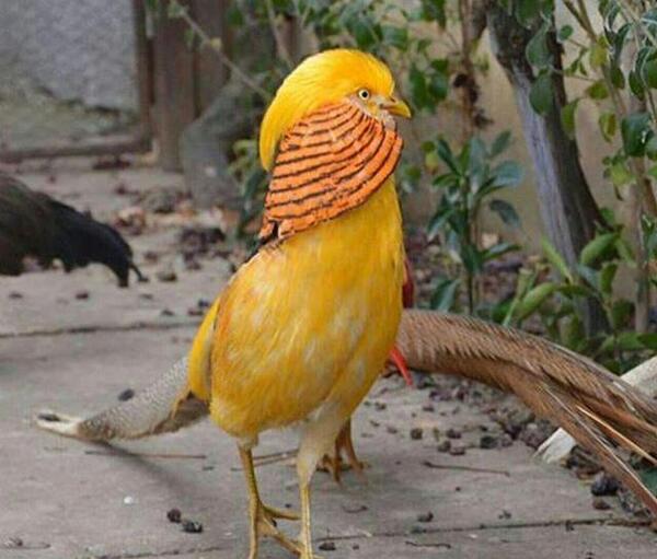 عکس جوجه طاووس هندی
