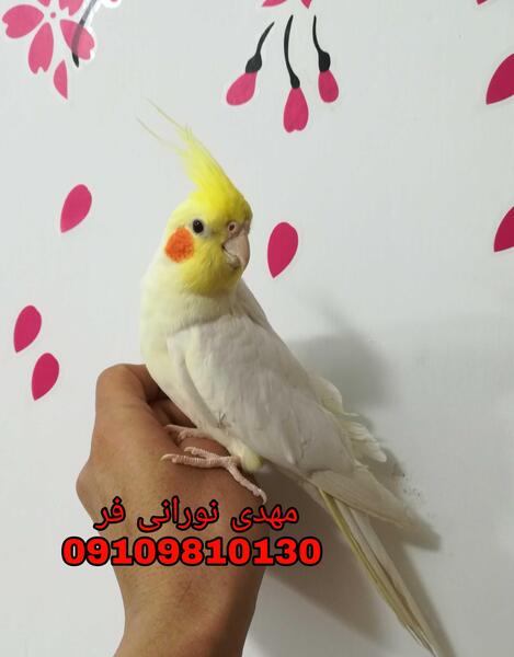 عکس طوطی عروس هلندی سفید