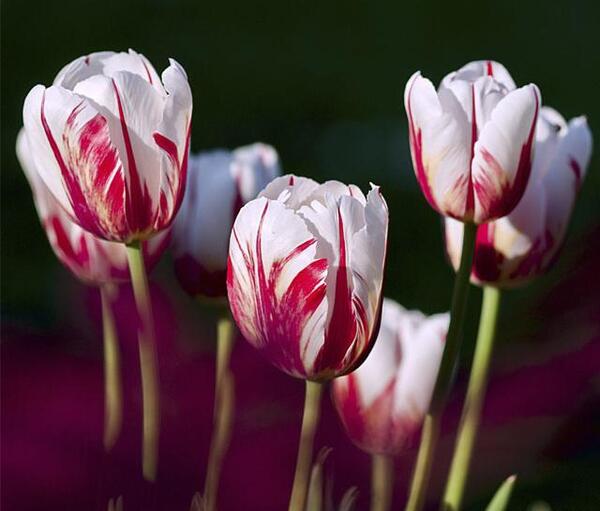 عکس گل لاله برای پروفایل