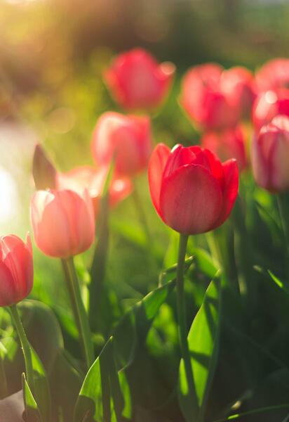 عکس گل لاله برای پروفایل