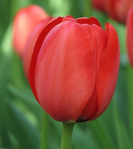 عکس گل لاله برای پروفایل