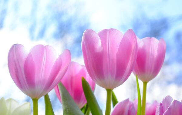 عکس گل لاله برای پروفایل