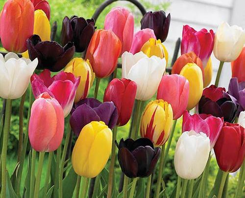 عکس گل لاله برای پروفایل