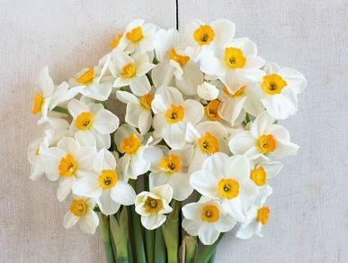 عکس گل نرگس برای پروفایل واتساپ جديد
