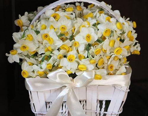 عکس گل نرگس برای پروفایل واتساپ جديد