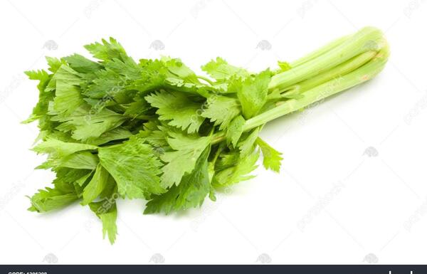 عکس تصویر کرفس